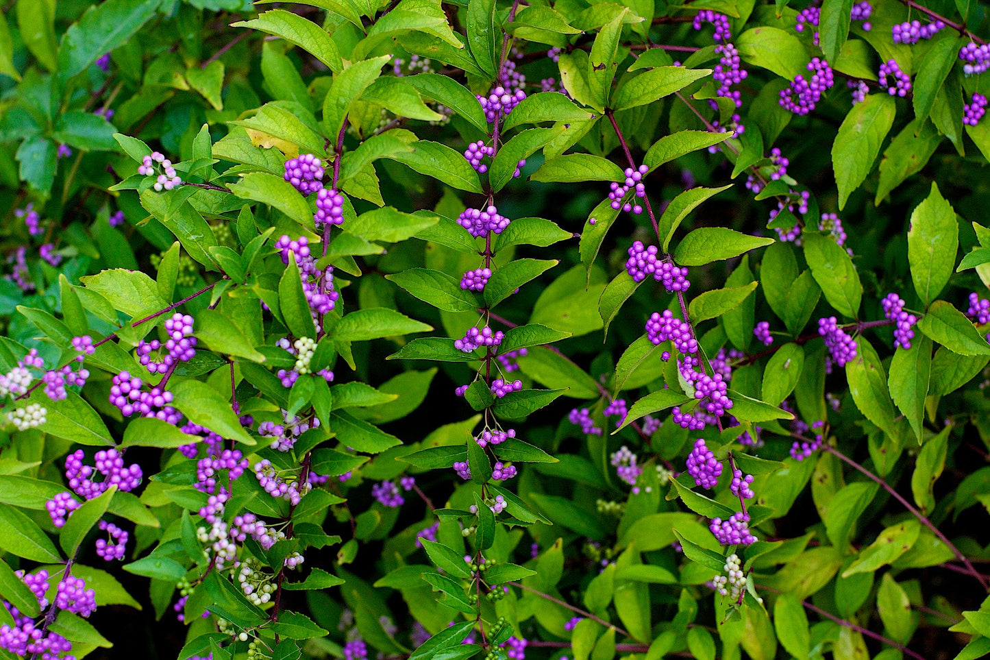 Purple Beautyberry Callicarpa dichotoma 200 Seeds  USA Company