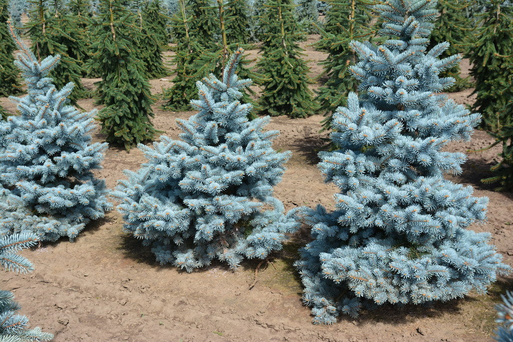 Blue Spruce Picea pungens 100 Seeds  USA Company