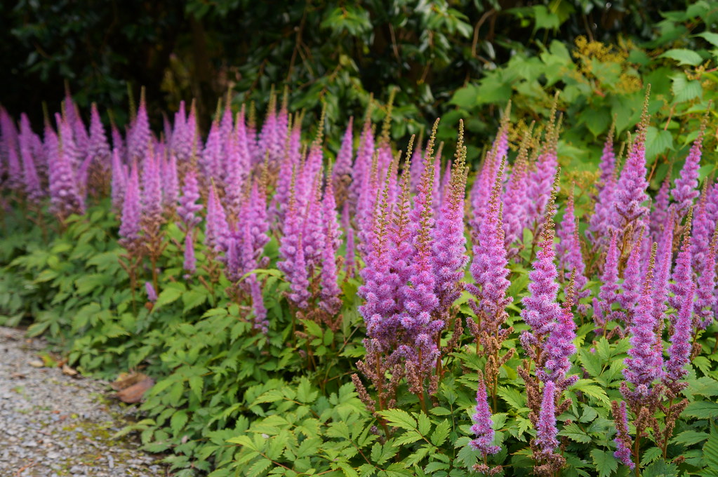 Pink Astilbe 100 Seeds Astilbe chinensis