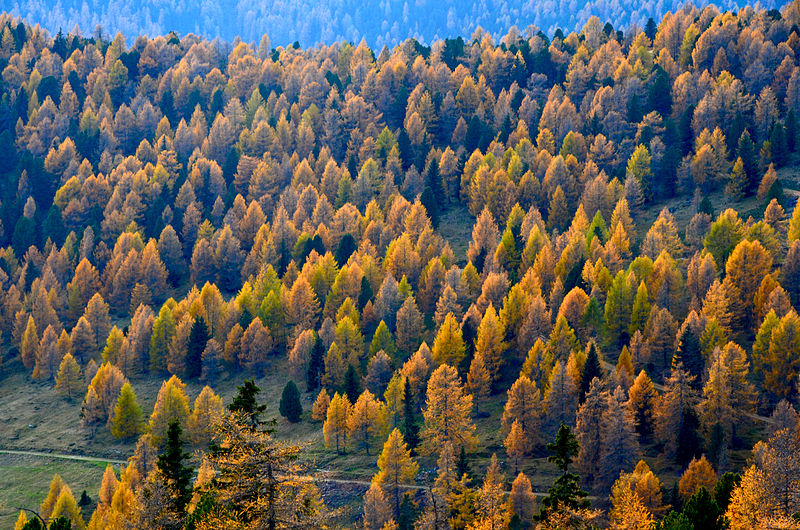 European Larch Larix decidua 100 Seeds