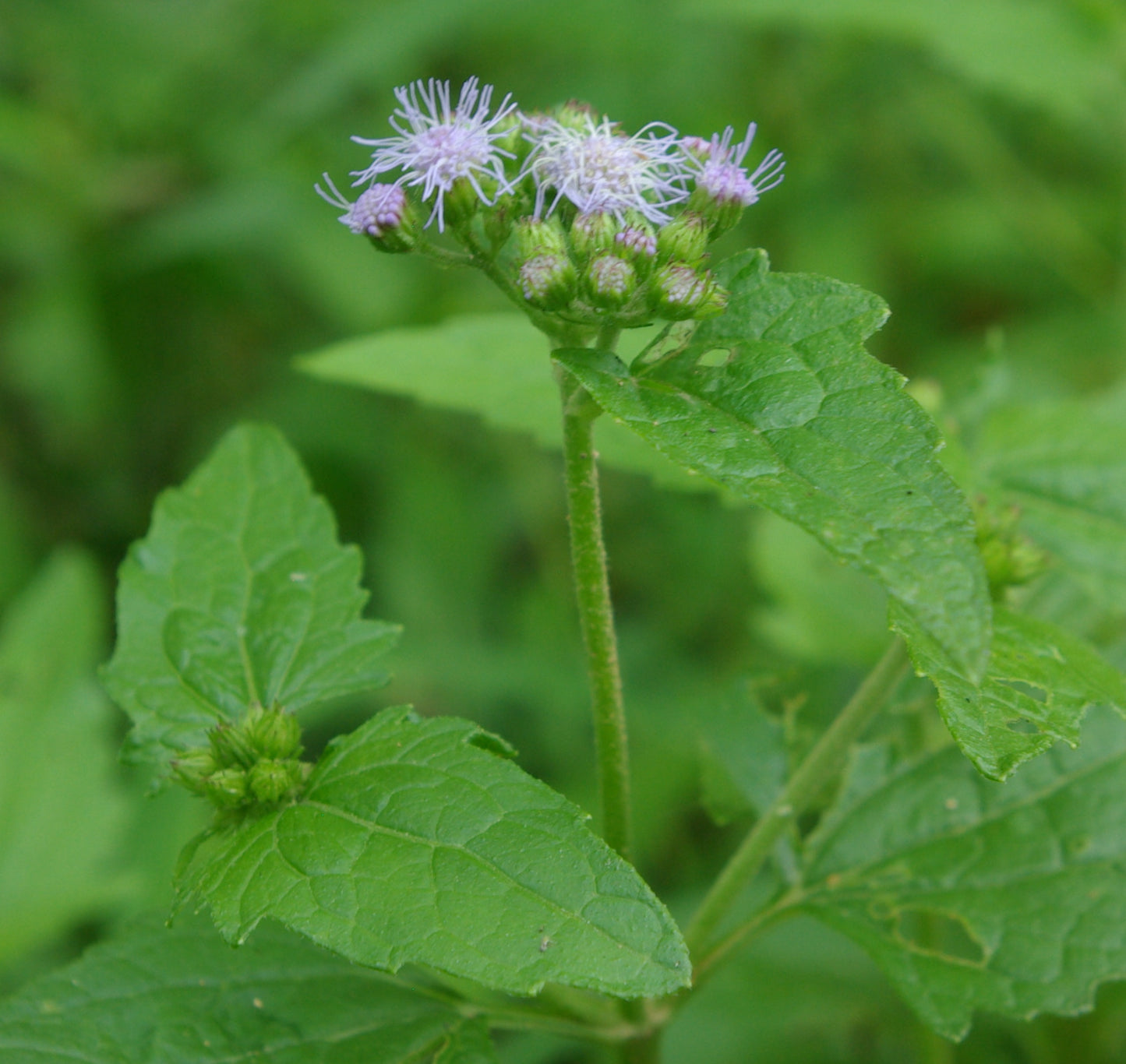 Blue Mistflower 100 Seeds Eupatorium coelestinum