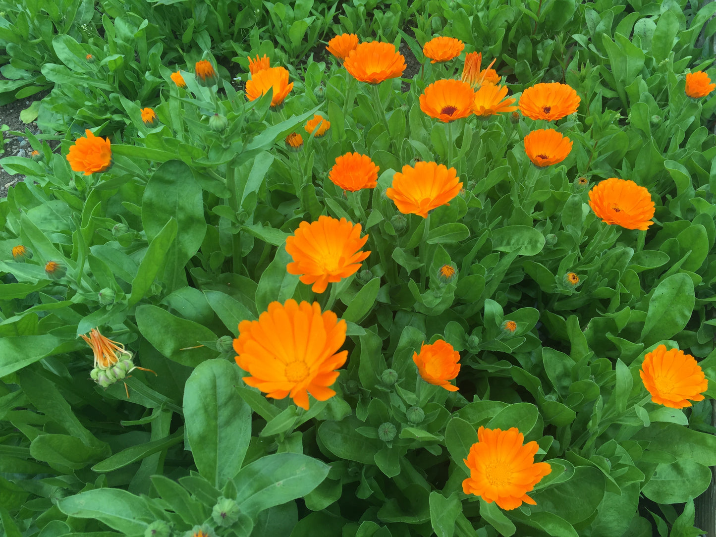 English Marigold 100 Seeds Calendula officinalis