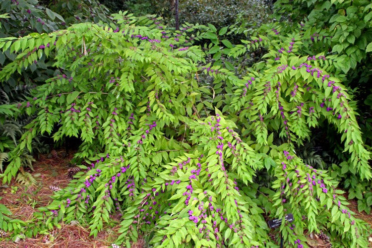 Purple Beautyberry Callicarpa dichotoma 200 Seeds  USA Company