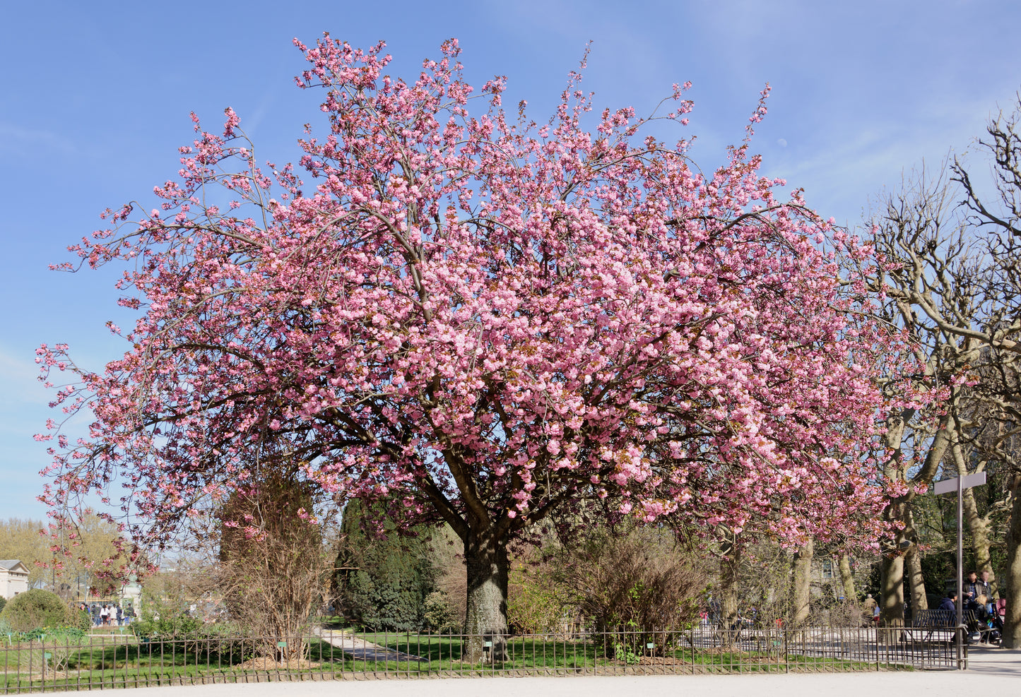Japanese Flowering Cherry 5 Seeds Prunus serrulata