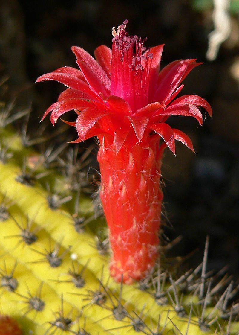 Red Flowered Columnar Cactus  Cleistocactus samaipatanus  100 Seeds  USA Company