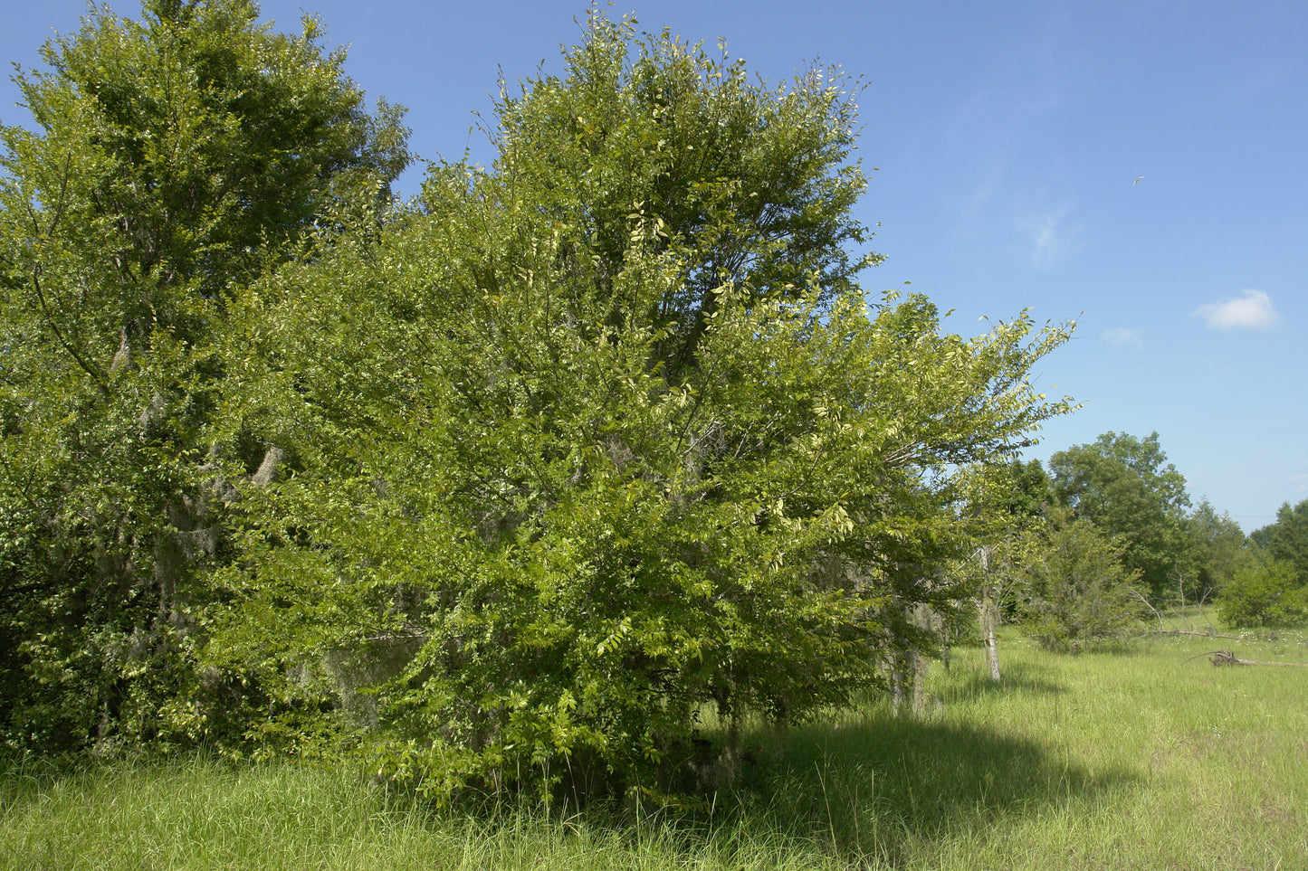 Winged Elm  Ulmus alata  500 Seeds USA Company