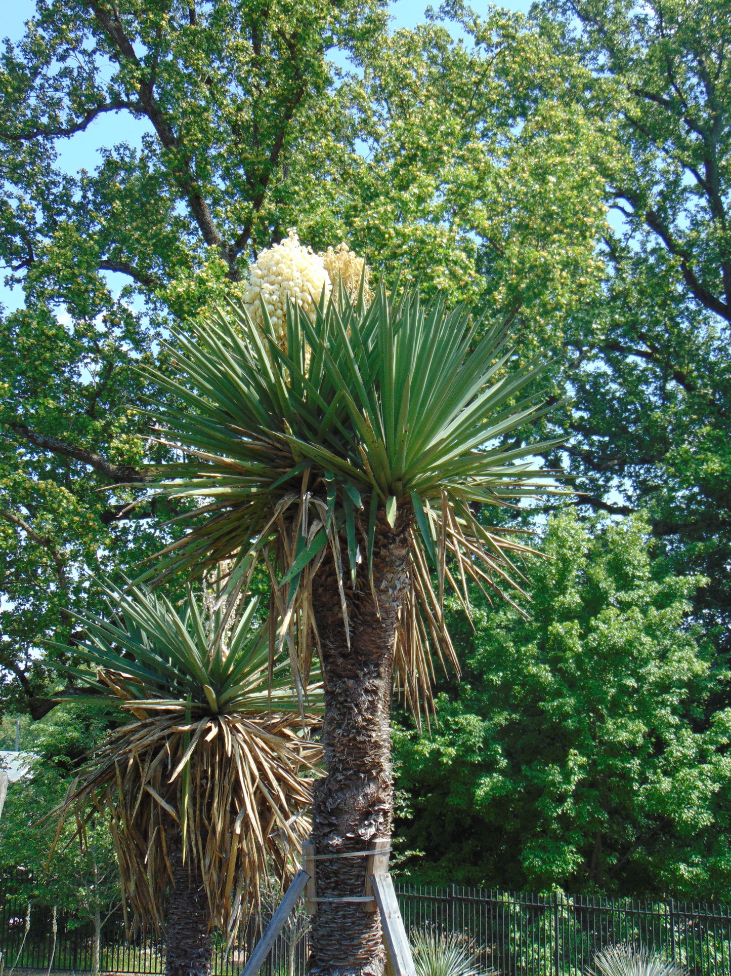 Spanish Dagger 5 Seeds Yucca treculeana