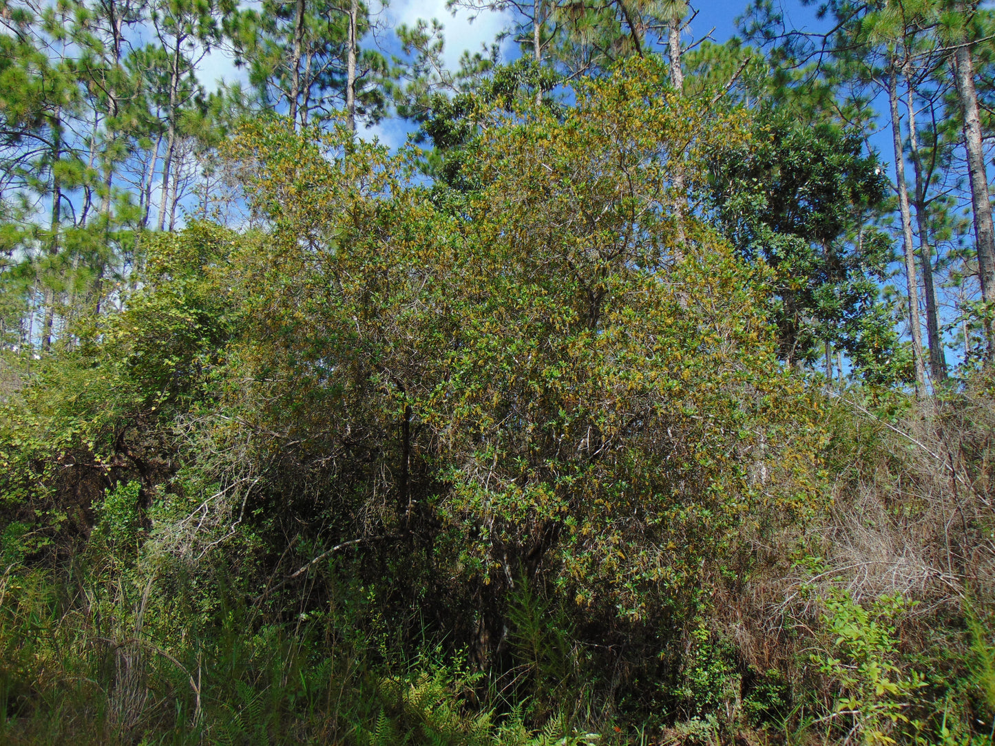 Buckwheat Tree Cliftonia monophylla 10 Seeds