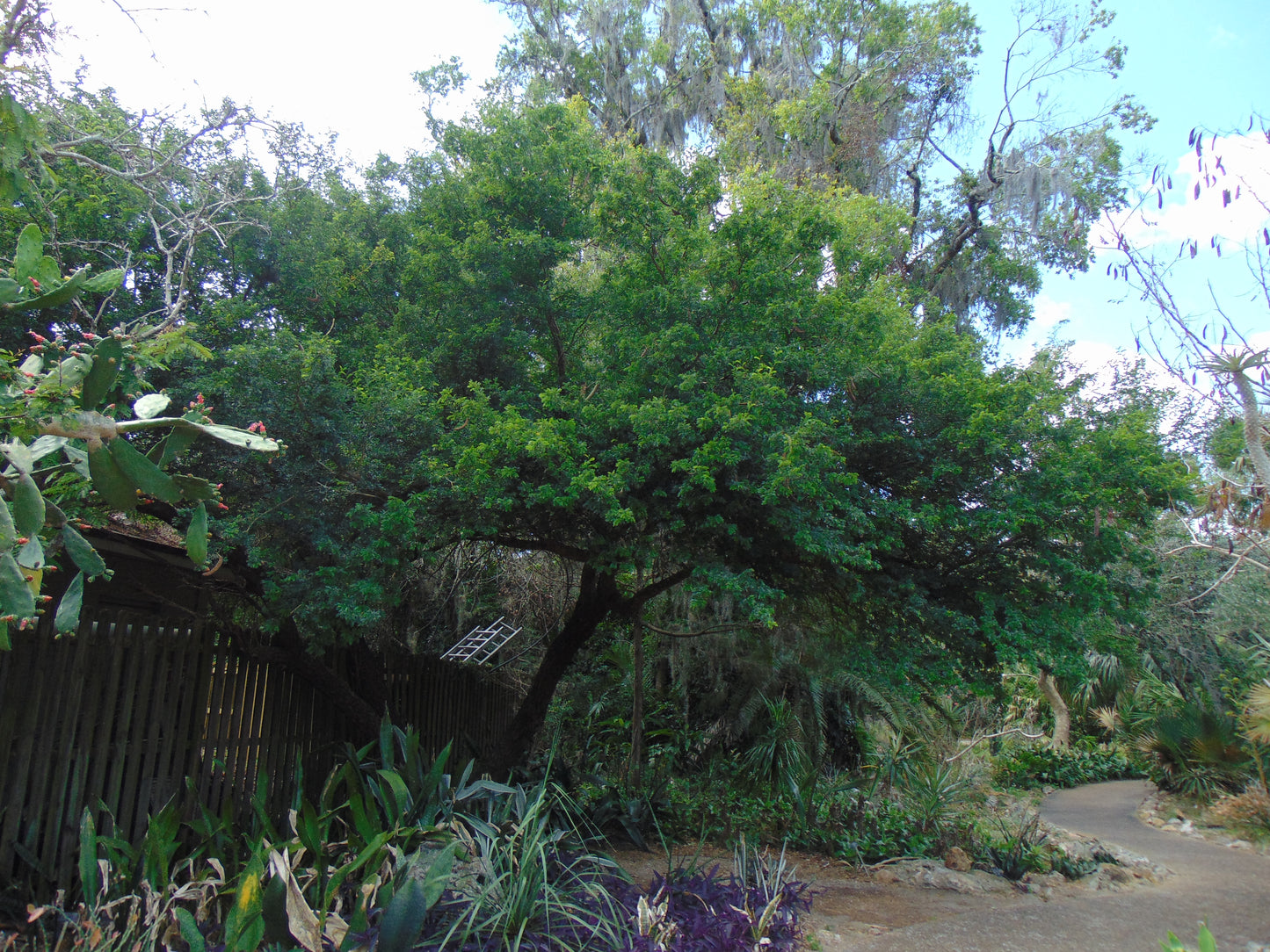 Texas Ebony 10 Seeds Pithecellobium flexicaule