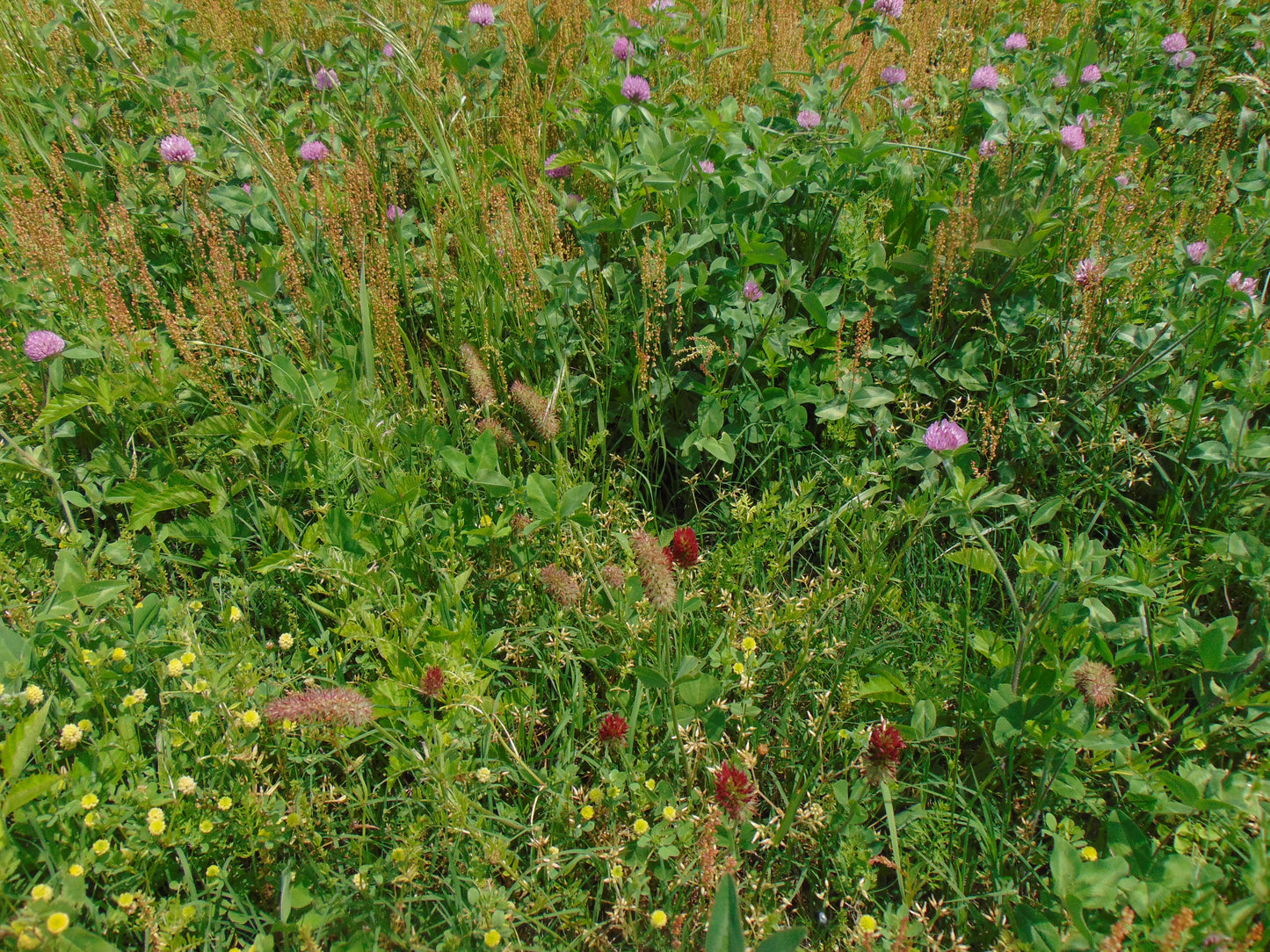 Crimson Clover 500 Seeds Trifolium incarnatum