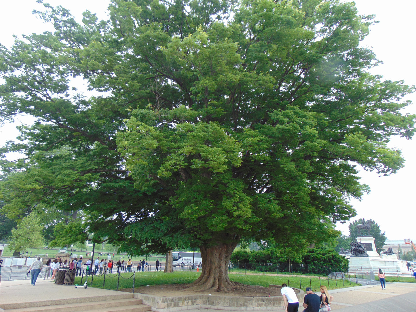 Japanese Zelkova Zelkova serrata 100 Seeds