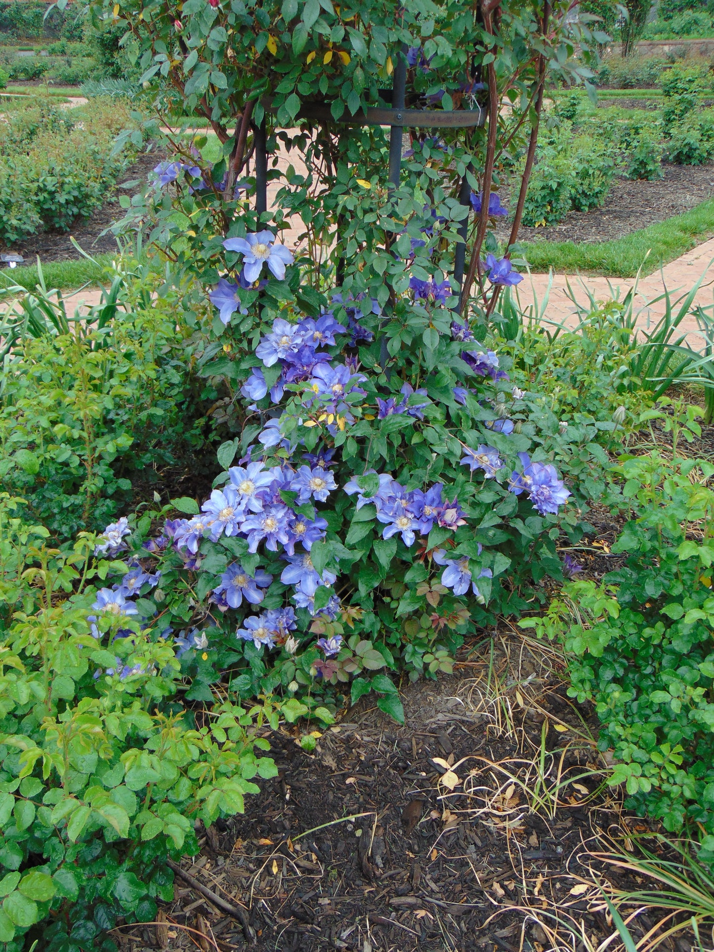 Purple Clematis 25 Seeds Clematis Hybrid