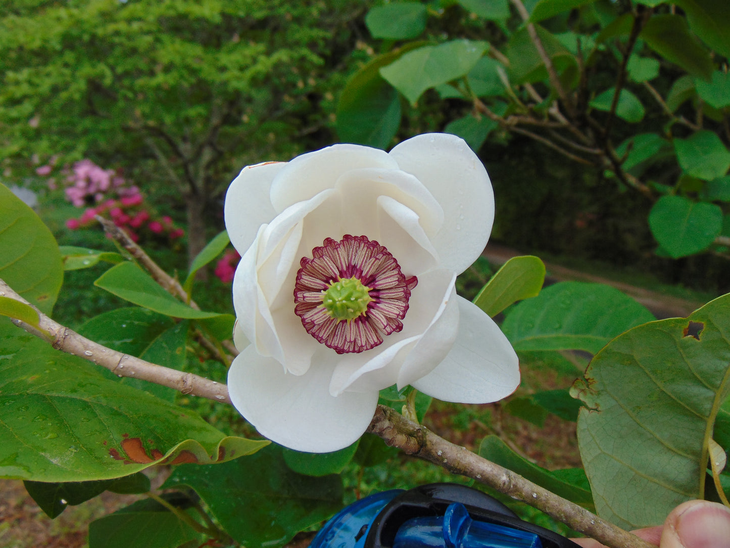 Oyama Magnolia Magnolia sieboldii 10 Seeds  USA Company