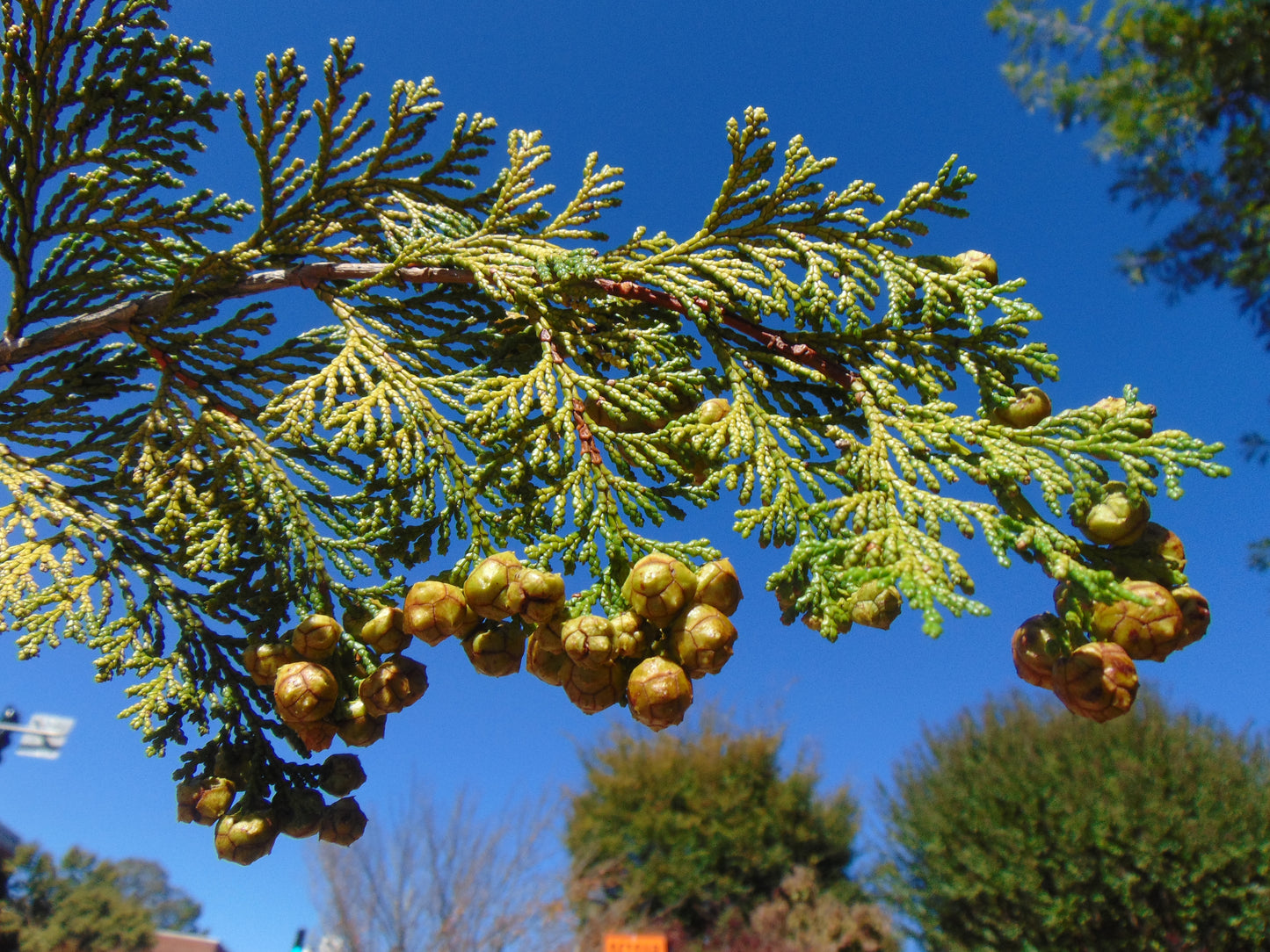 Hinoki Cypress Cones for Crafts 20 Cones Chamaecyparis