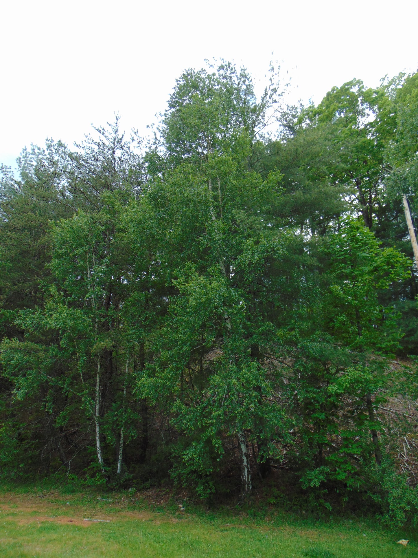 Silver Birch White Birch Betula Pendula 100 Seeds
