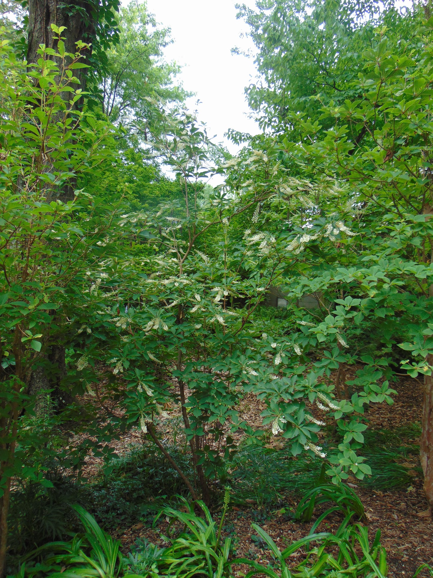 Mountain Sweet Pepperbush 100 Seeds Clethra acuminata