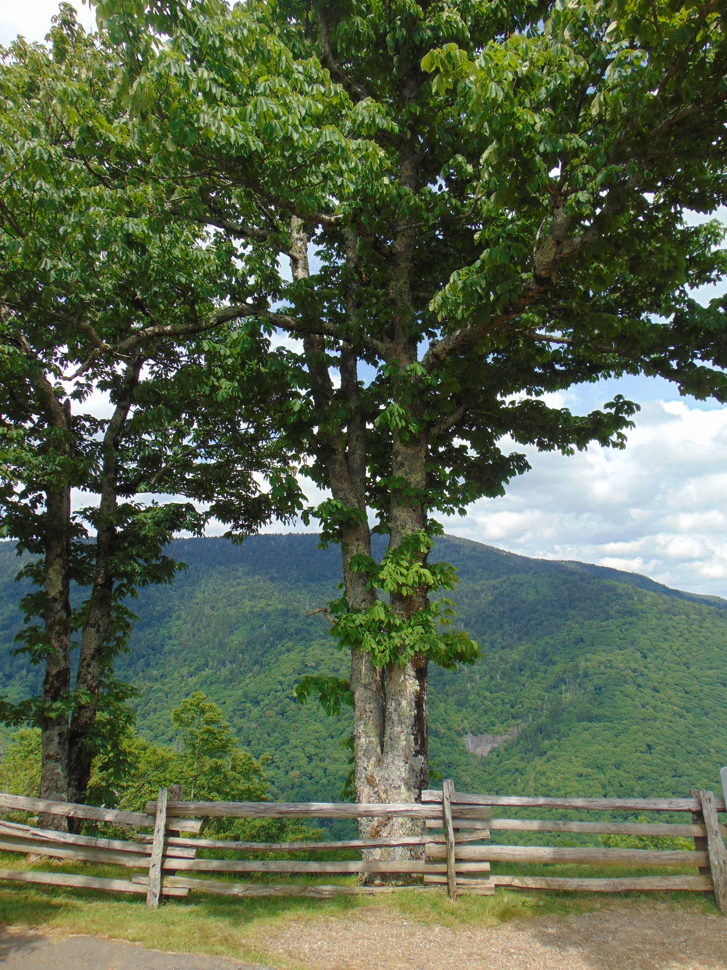 Yellow Buckeye 5 Seeds Aesculus flava Native Tree