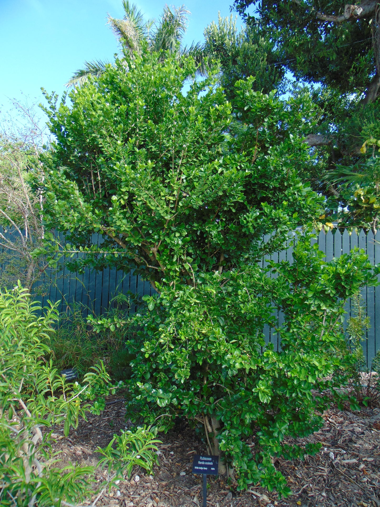White Indigoberry Randia aculeata 20 Seeds