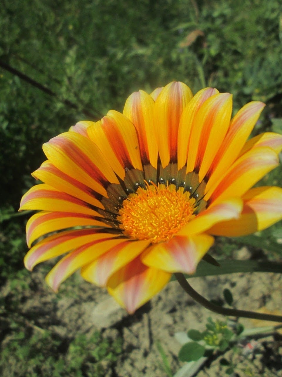 Striped Treasure Flower 25 Seeds Gazania rigens