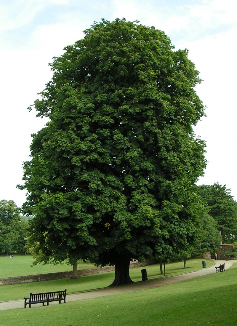 Horse Chestnut 5 Seeds Aesculus hippocastanum