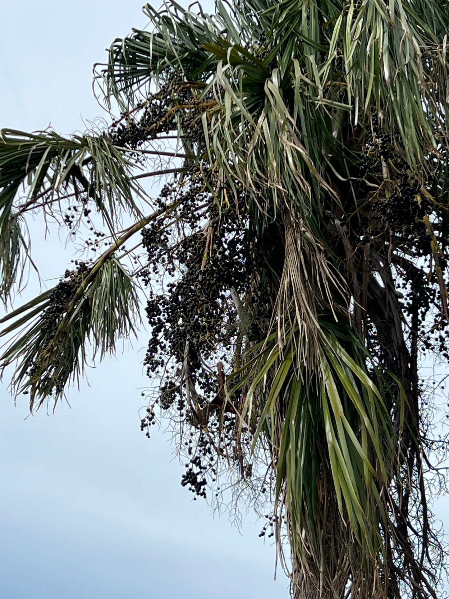 Ribbon Fan Palm 5 Seeds Livistona decipiens