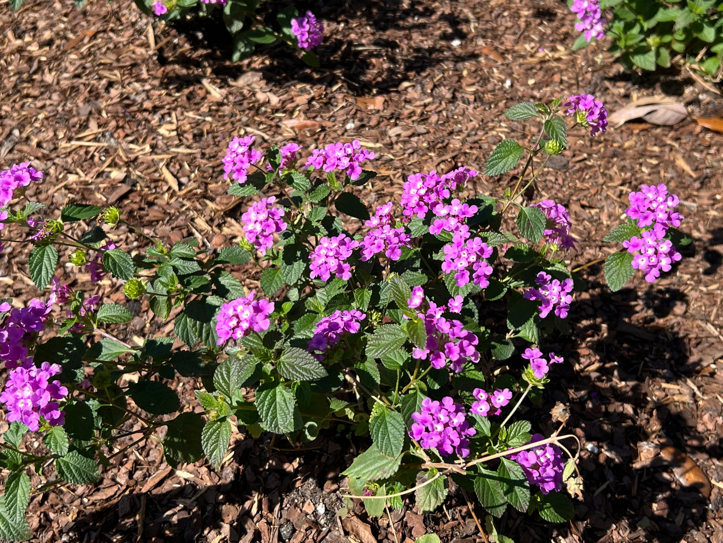 Purple Lantana Lantana montevidensis 20 Seeds  USA Company