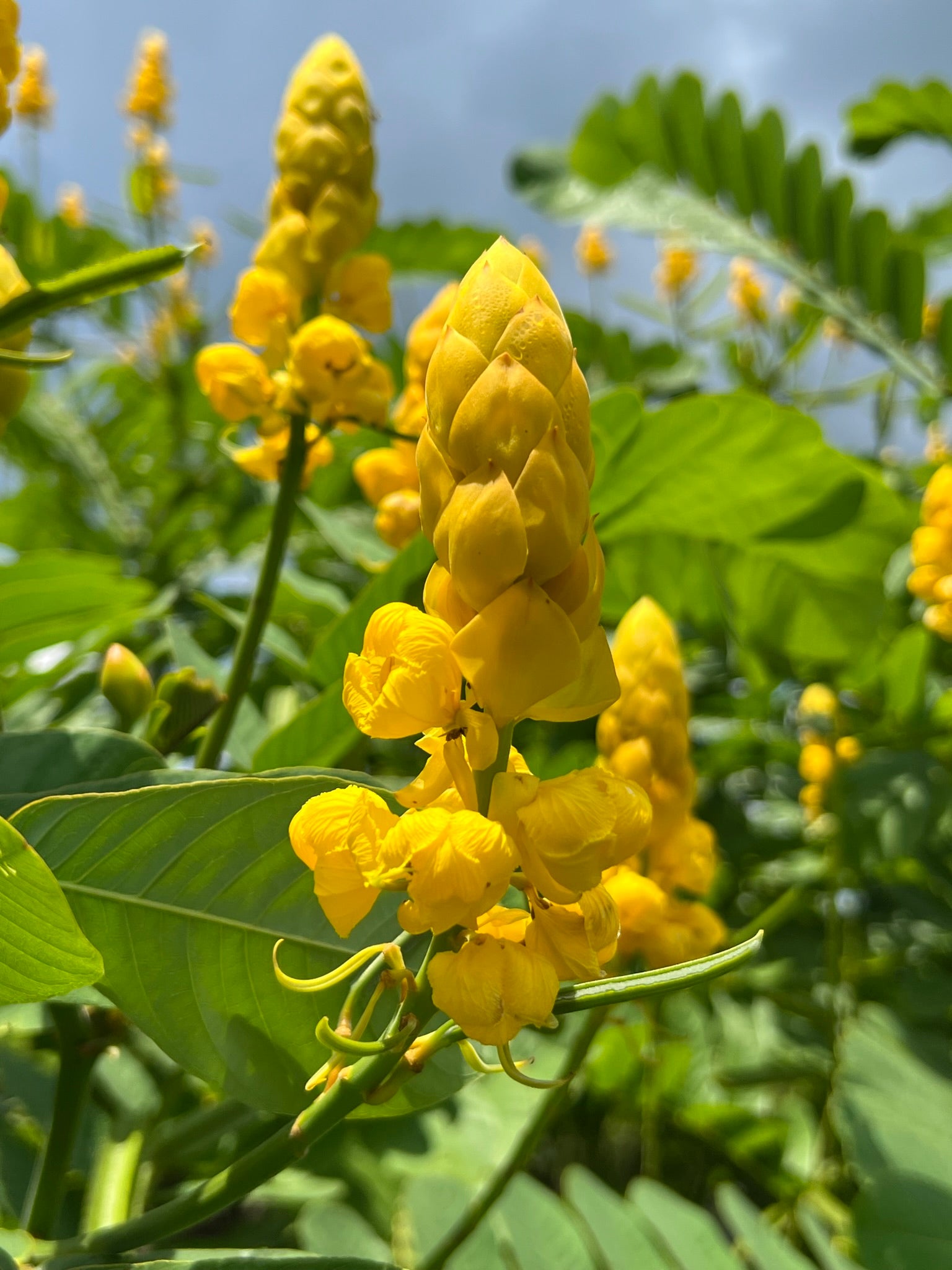 candlestick plant seeds Candlestick Cassia Senna alata 100 Seeds – R&B Floridaseeds