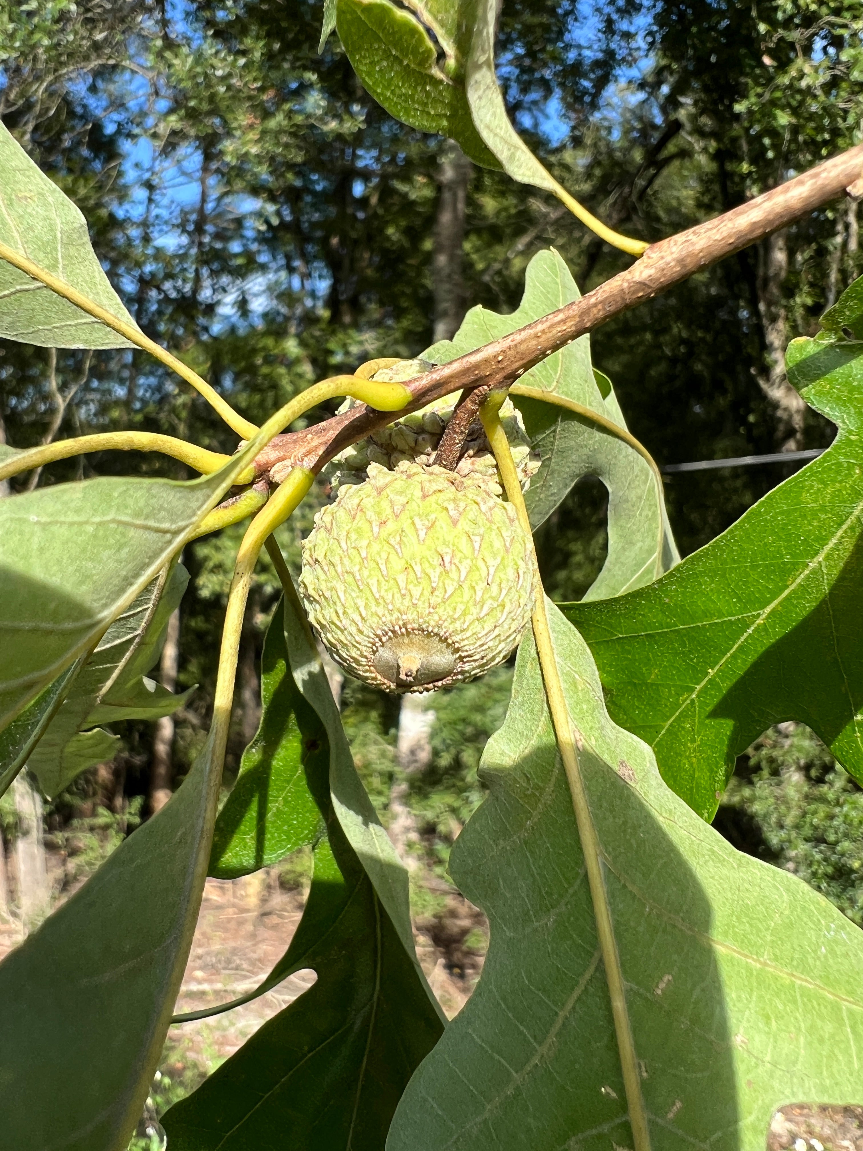 Overcup Oak 5 Seeds Quercus lyrata – R&B Floridaseeds