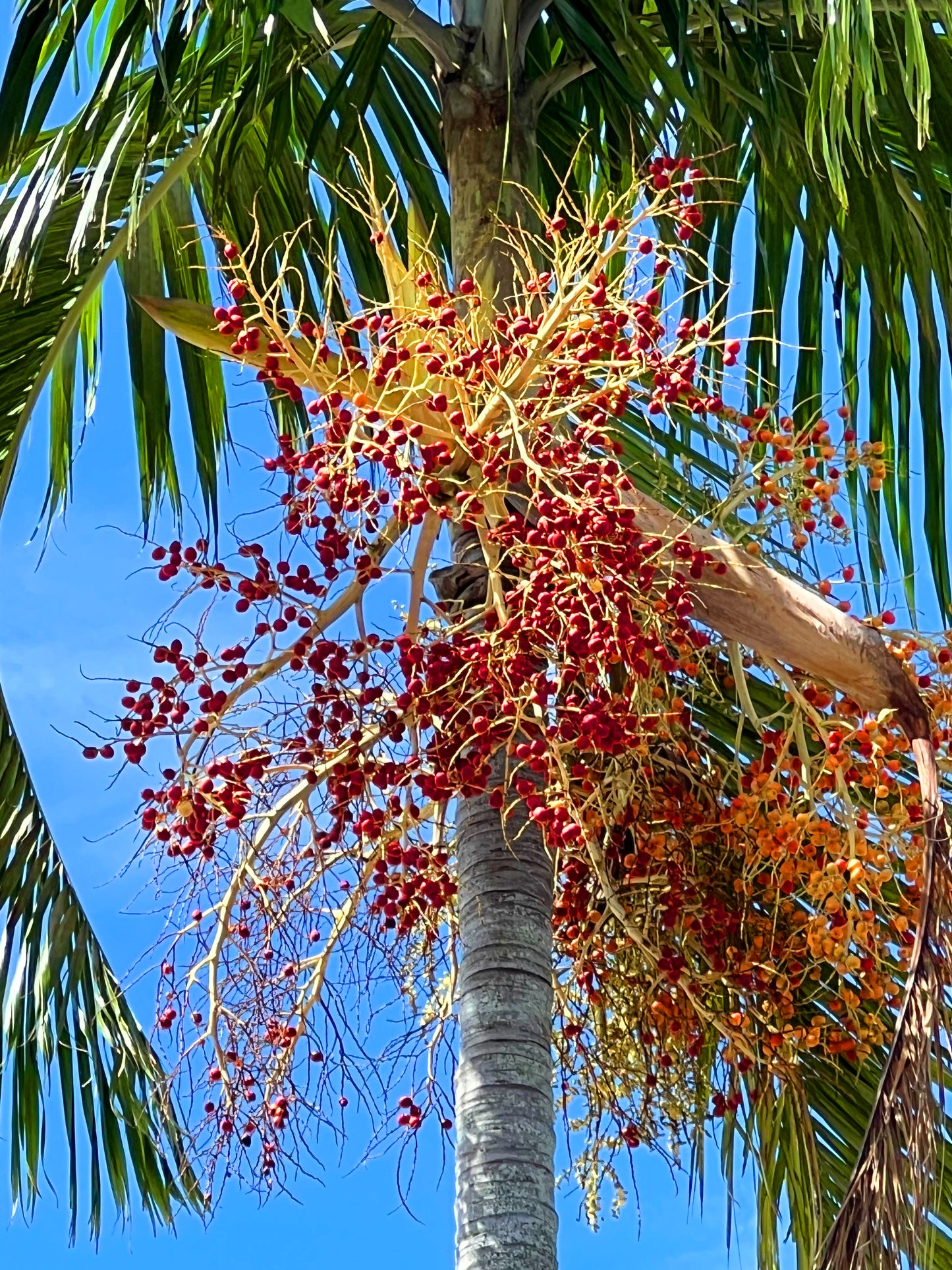 Carpentaria Palm 10 Seeds Carpentaria acuminata