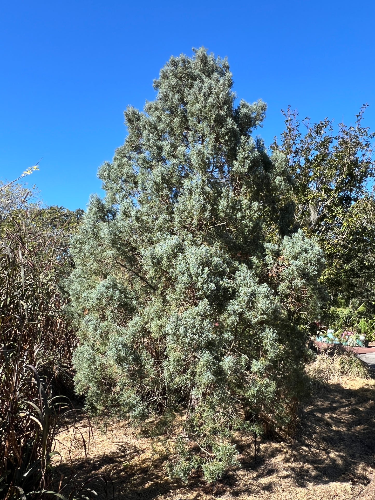Arizona Cypress 100 Seeds Cupressus arizonica