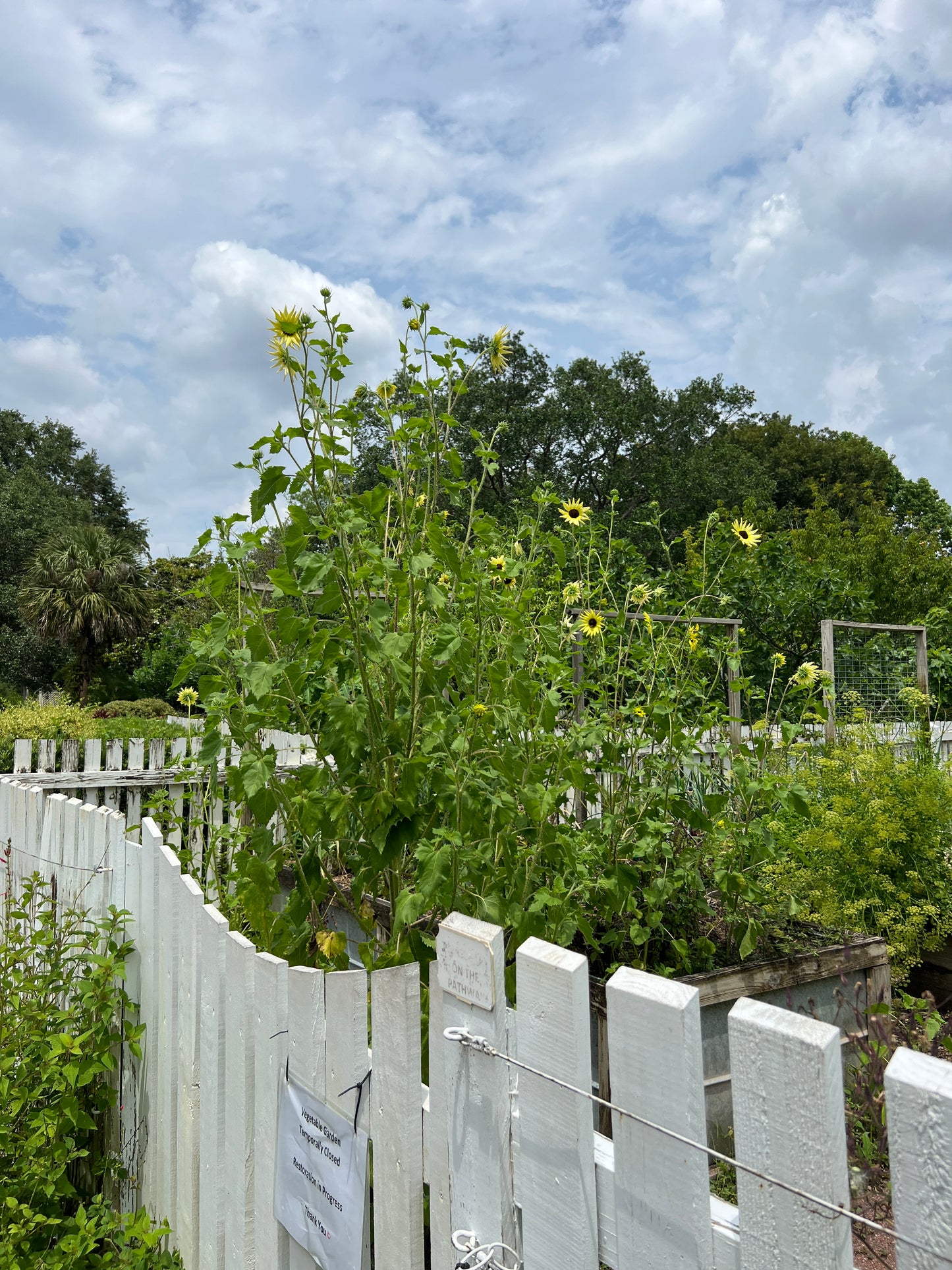 Sunflower Vanilla Ice Helianthus debilis 100 Seeds