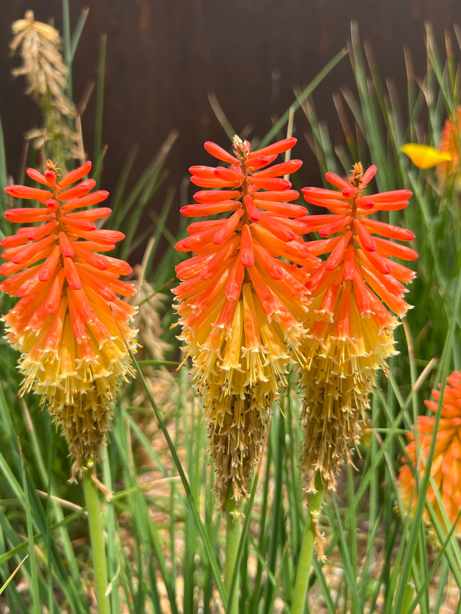 red hot poker flower seeds Red-Hot Poker Torch Lily Kniphofia uvaria 100 Seeds – R&B Floridaseeds