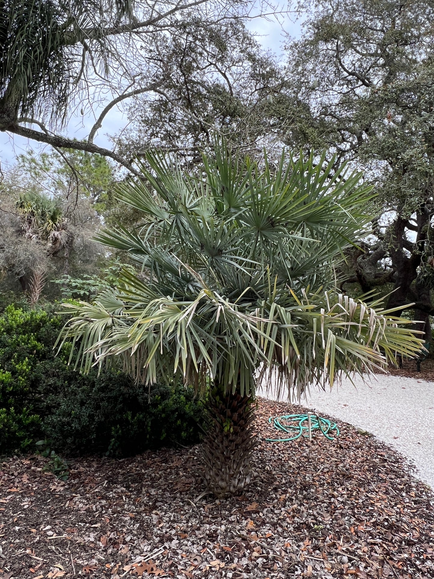 Carnauba Wax Palm Copernicia cerifera 20 Seeds