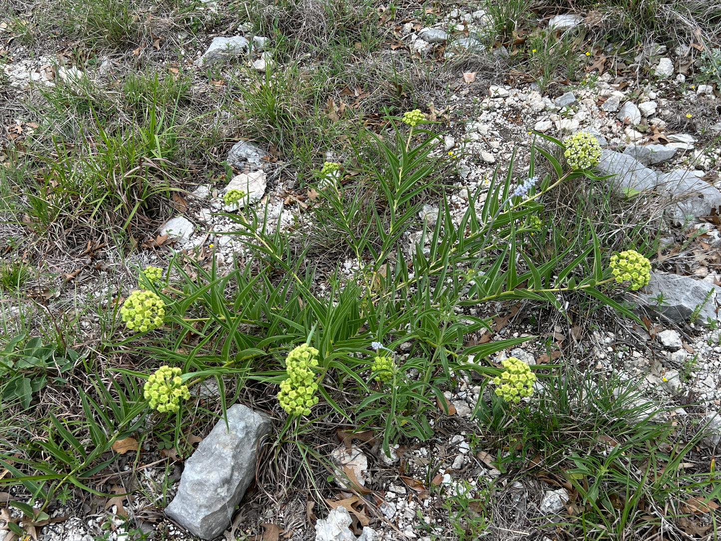 Antelope Horn Milkweed 10 Seeds Asclepias asperula