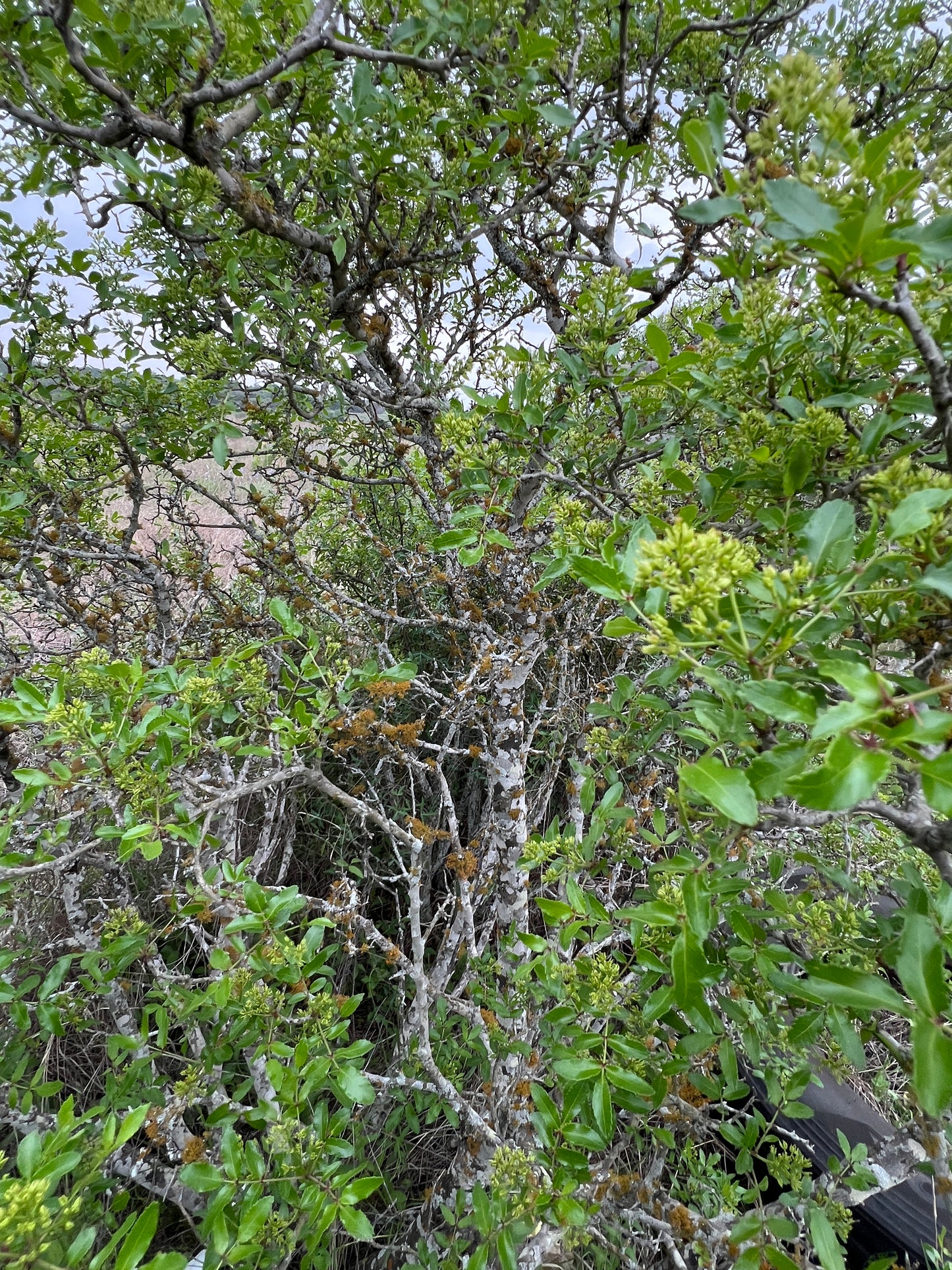 Texas Prickly Ash 5 Seeds Zanthoxylum hirsutum
