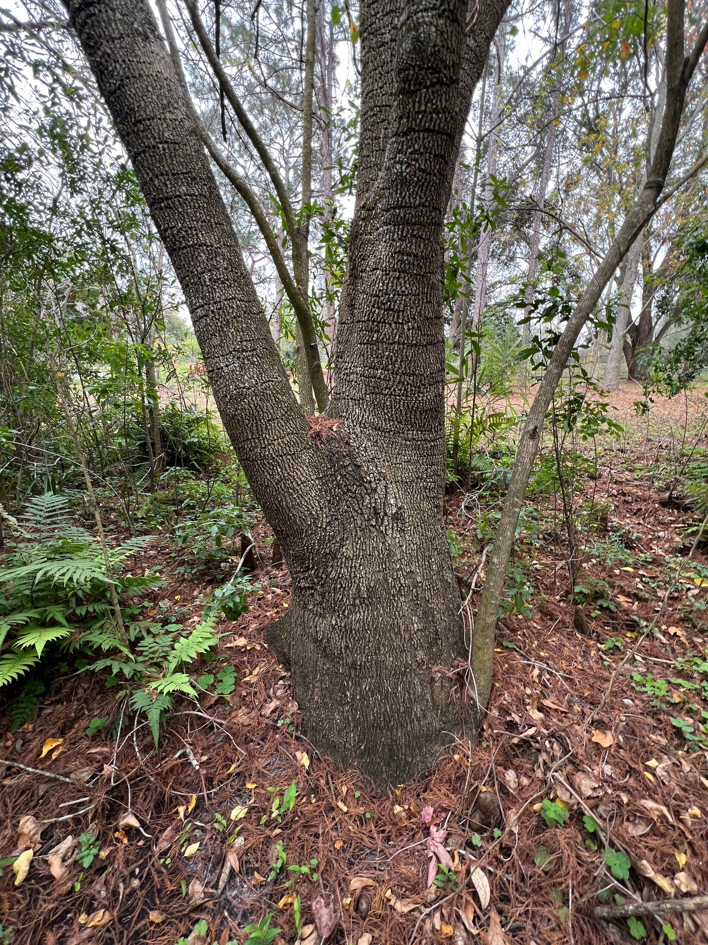 Carolina Ash Fraxinus caroliniana 20 Seeds