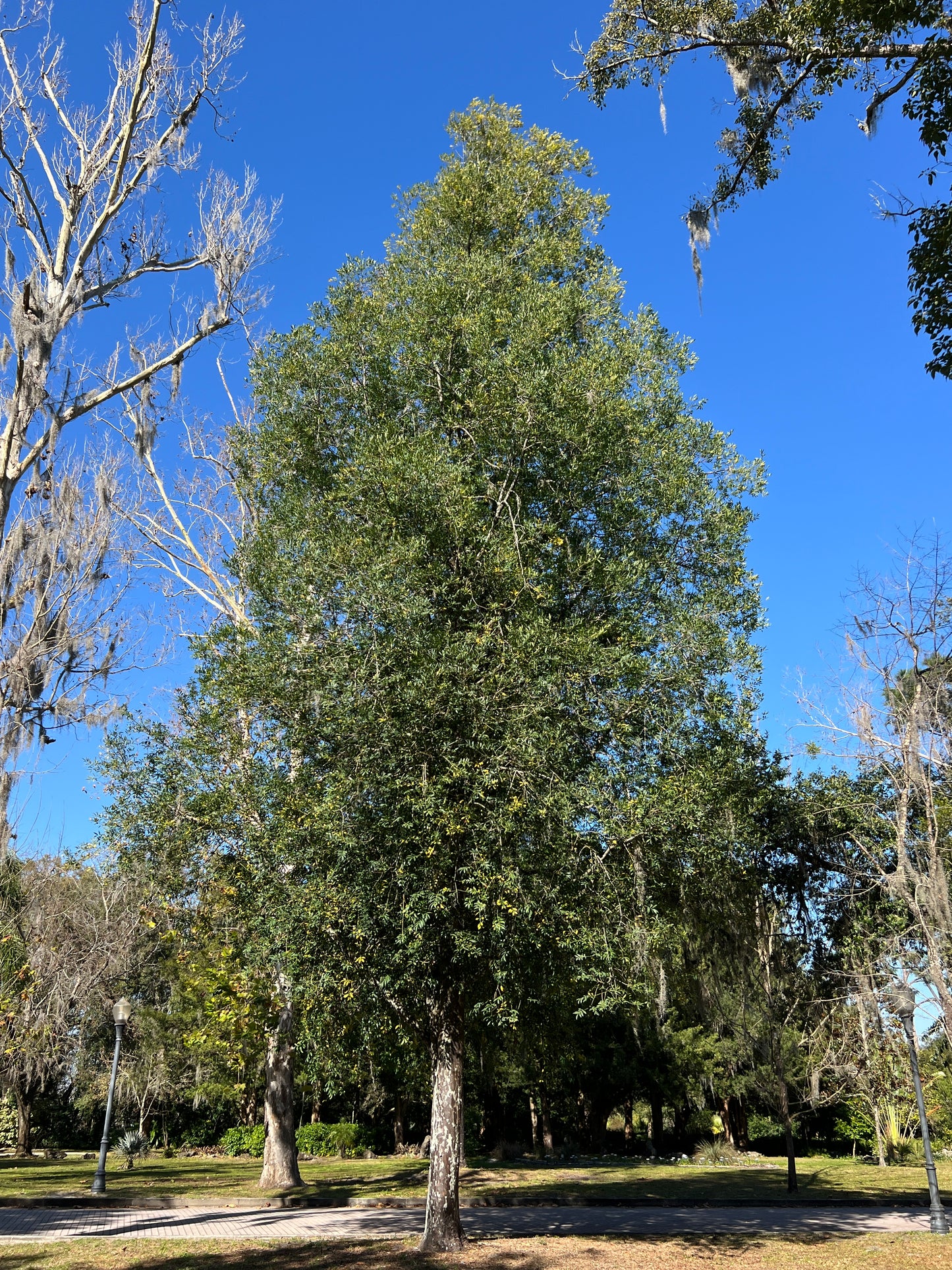 Nagi Podocarpus Broadleaf Podocarpus Podocarpus nagi 5 Seeds