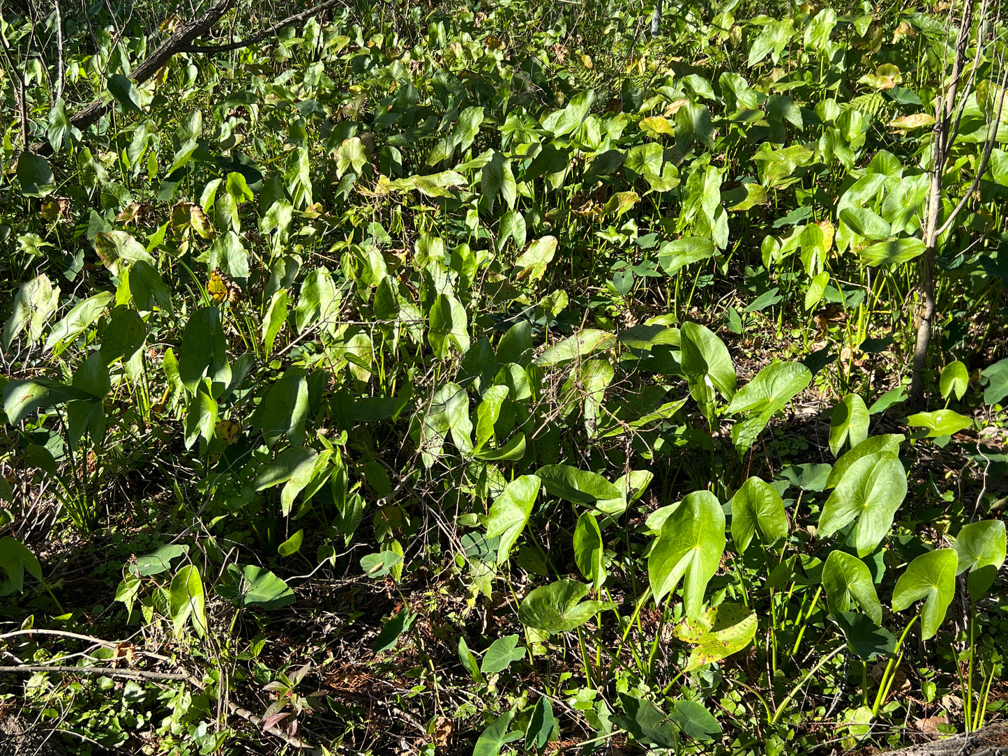 Broadleaf Arrowhead  Sagittaria latifolia  100 Seeds  USA Company