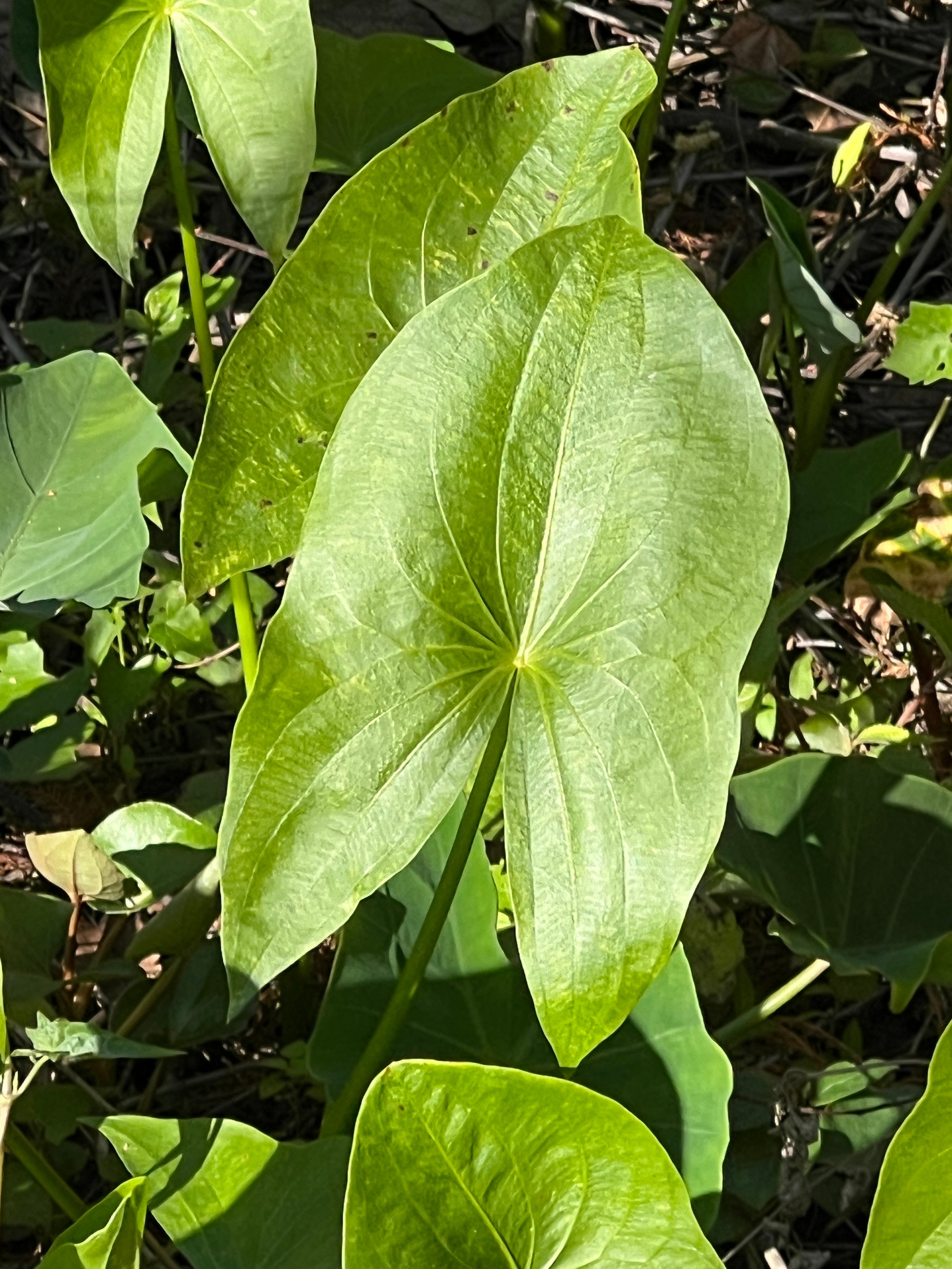 arrowhead plant seeds Broadleaf Arrowhead 100 Seeds Sagittaria latifolia – R&B Floridaseeds