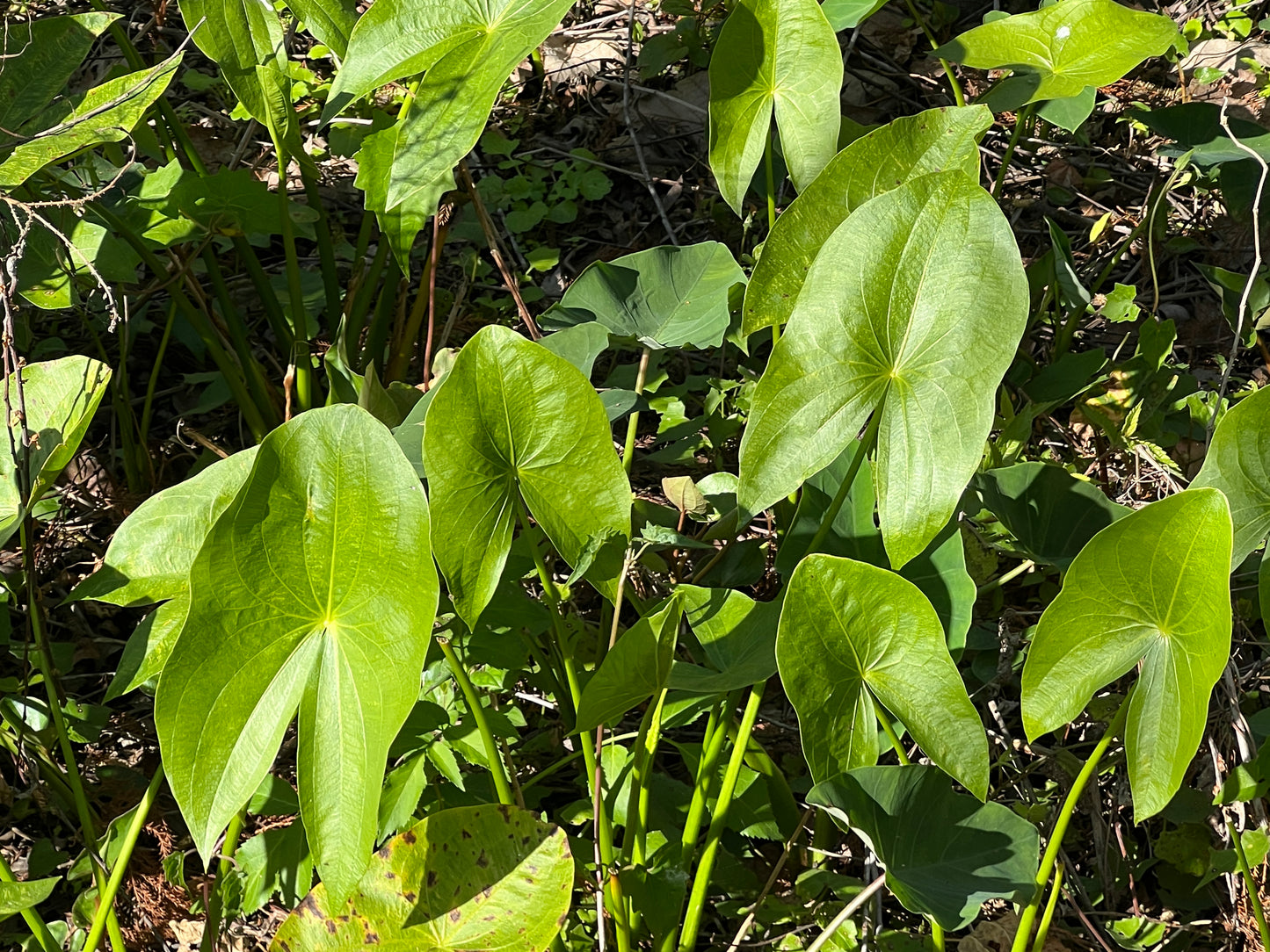 Broadleaf Arrowhead  Sagittaria latifolia  100 Seeds  USA Company
