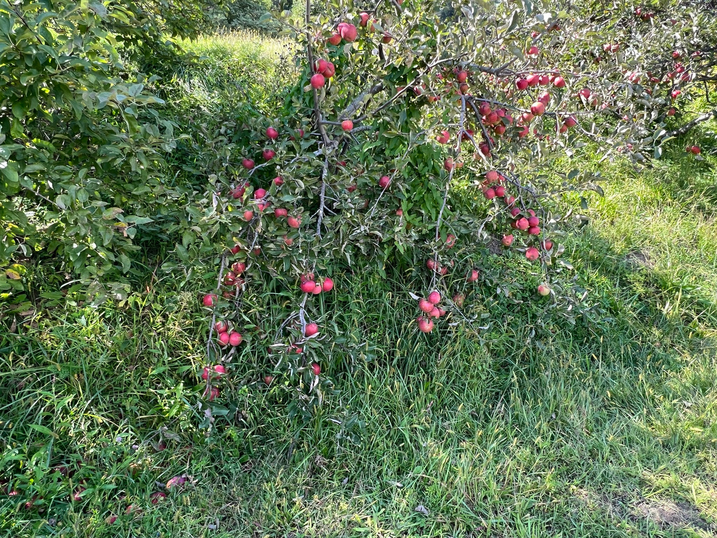 Apple Tree Malus domestica 100 Seeds  USA Company