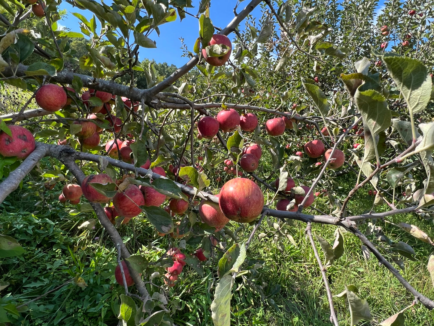 Apple Tree Malus domestica 100 Seeds  USA Company