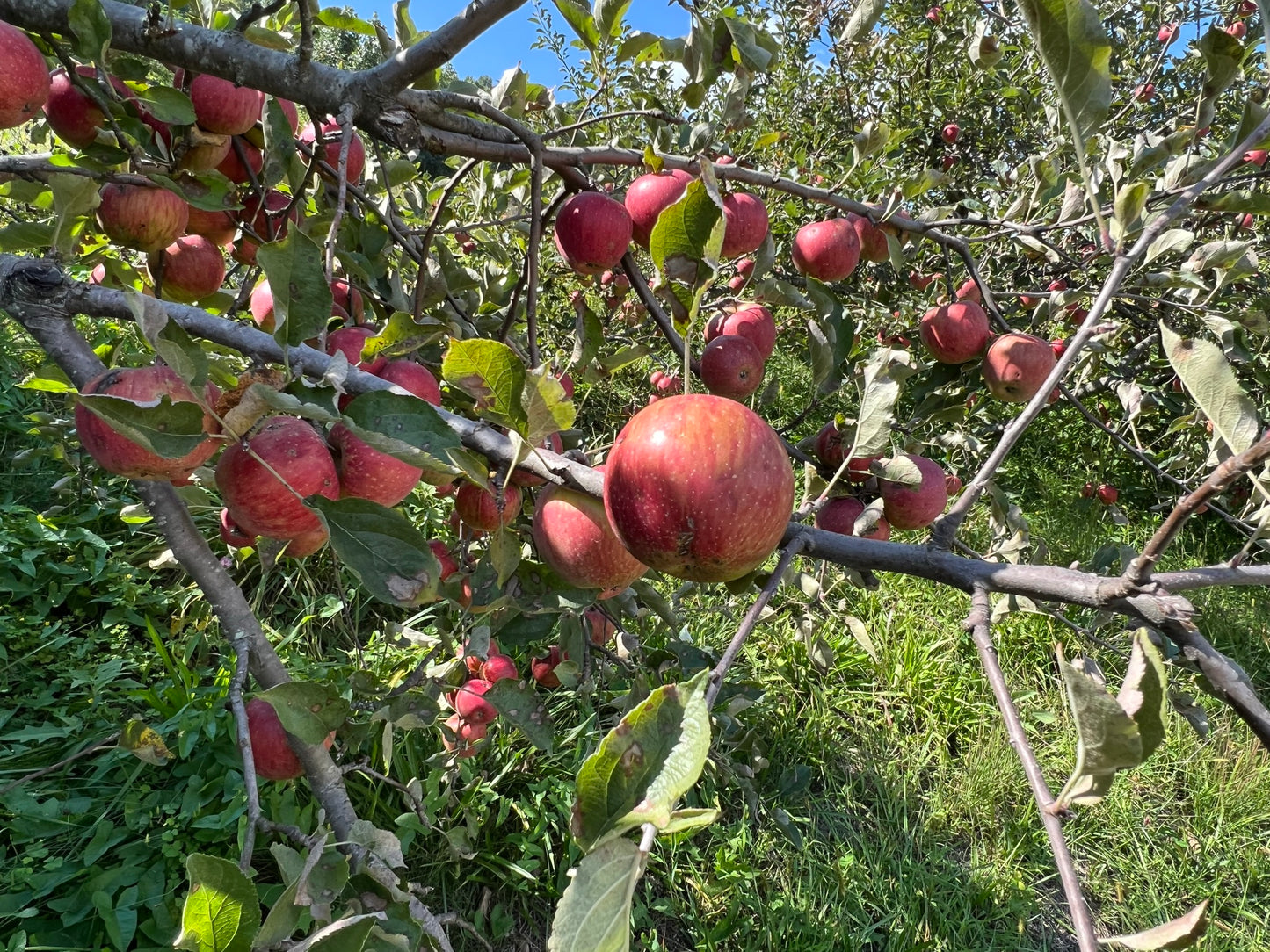 Apple Tree Malus domestica 100 Seeds  USA Company