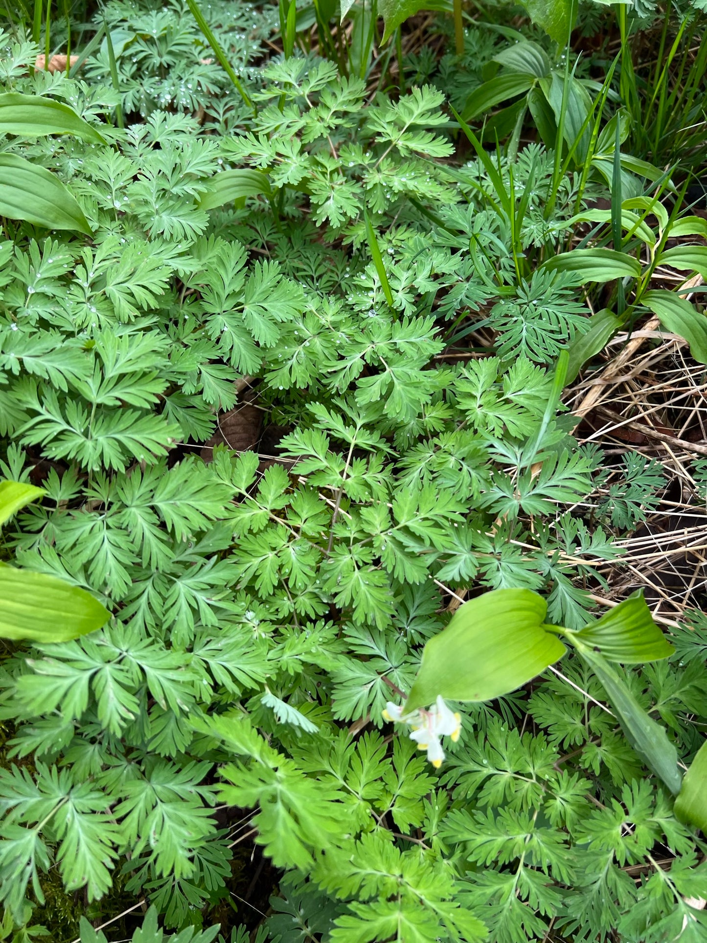 Dutchman’s Breeches 50 Seeds Dicentra cucullaria