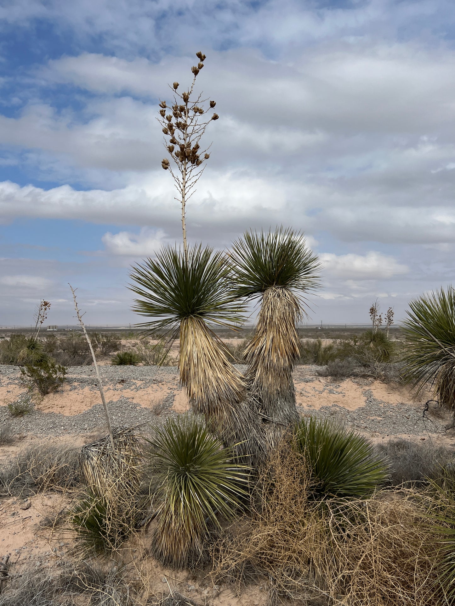 Soap Tree Yucca Yucca elata 100 Seeds
