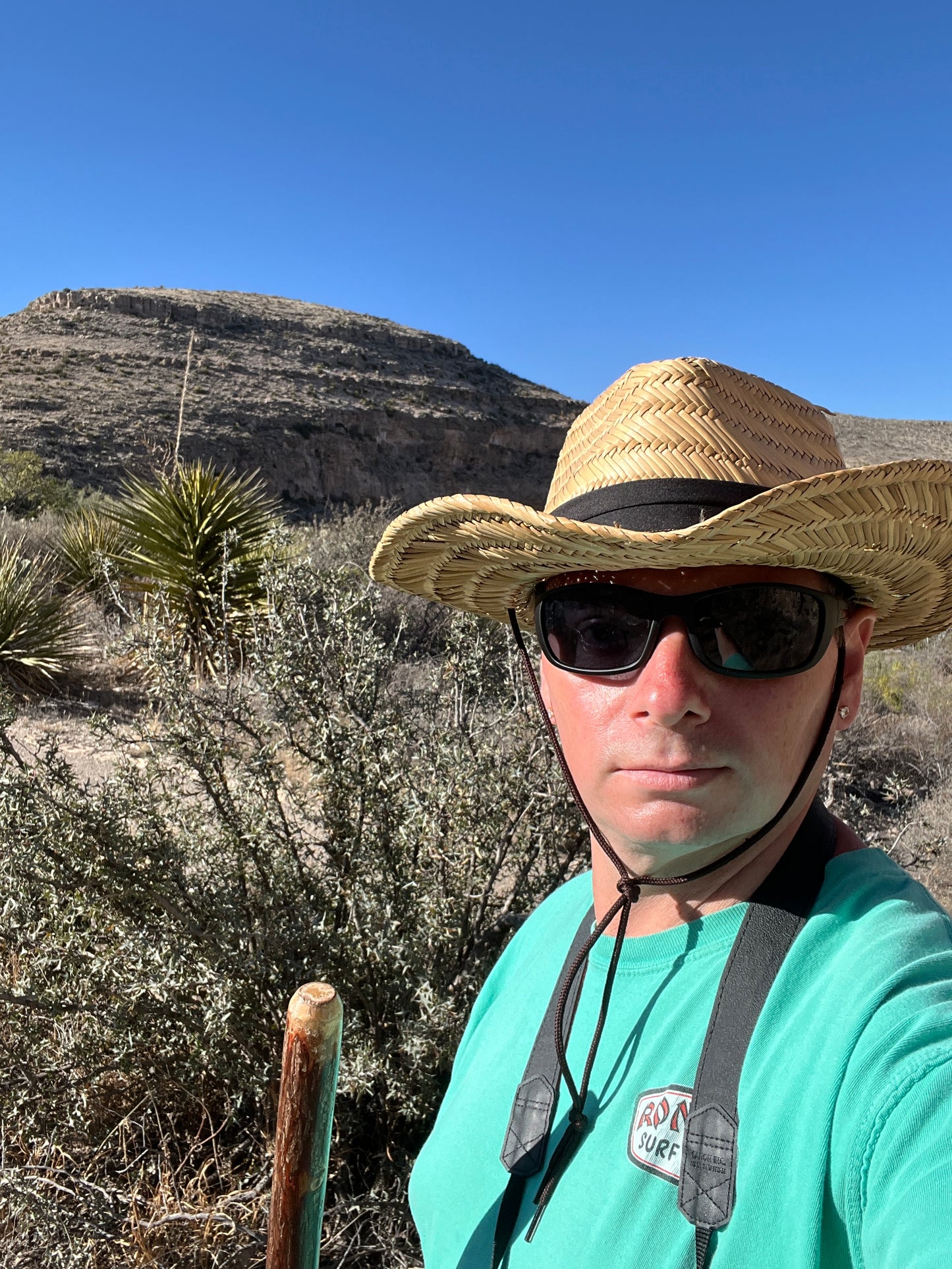 Agarita 10 Seeds Mahonia trifoliolata Desert Shrub