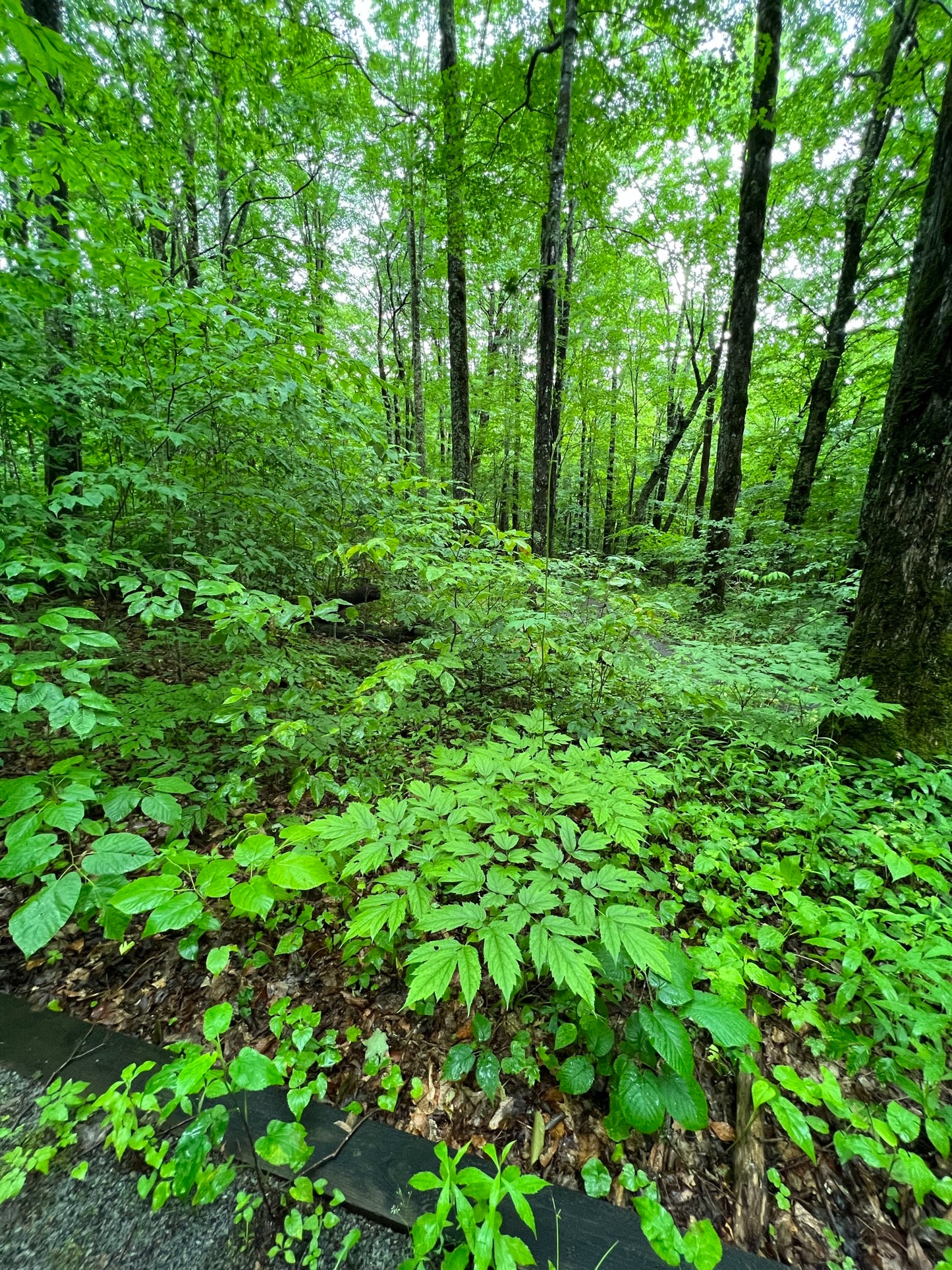 Black Cohosh 100 Seeds Actaea racemosa