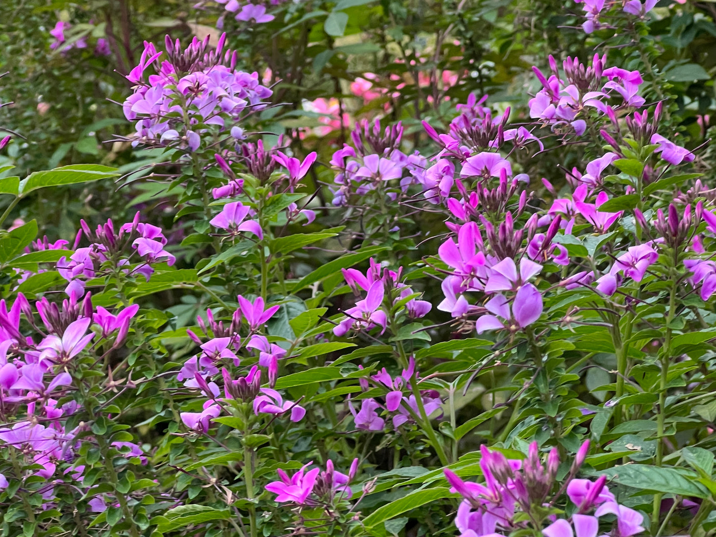 Spider Flower Violet Queen Cleome hassleriana 200 Seeds  USA Company