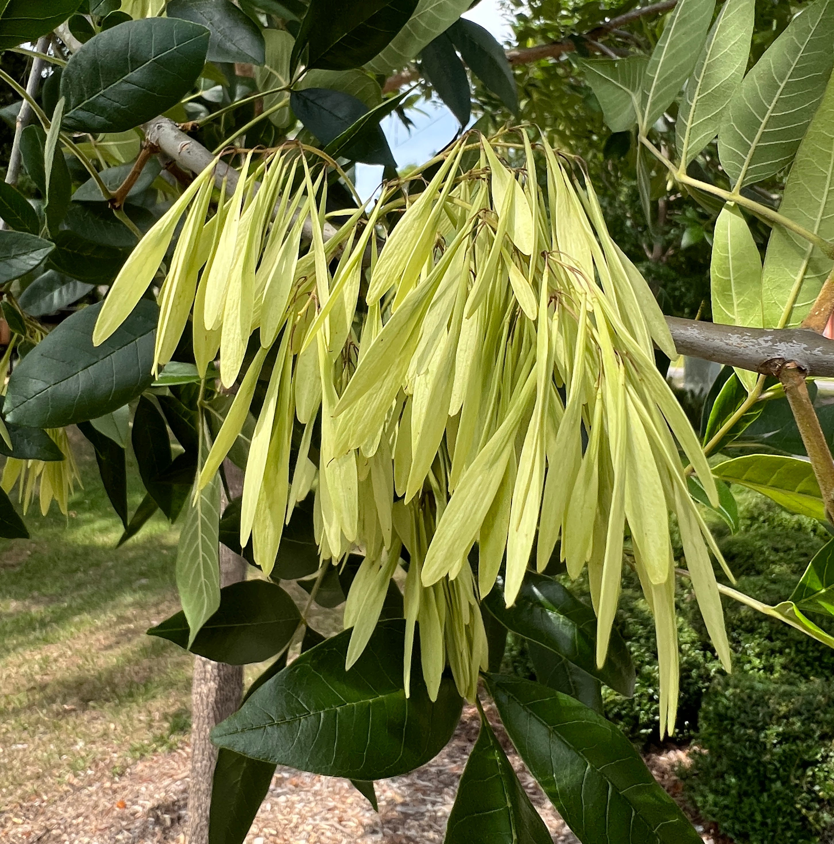 planting ash tree seeds Green Ash Tree Fraxinus pennsylvanica 20 Seeds – R&B Floridaseeds