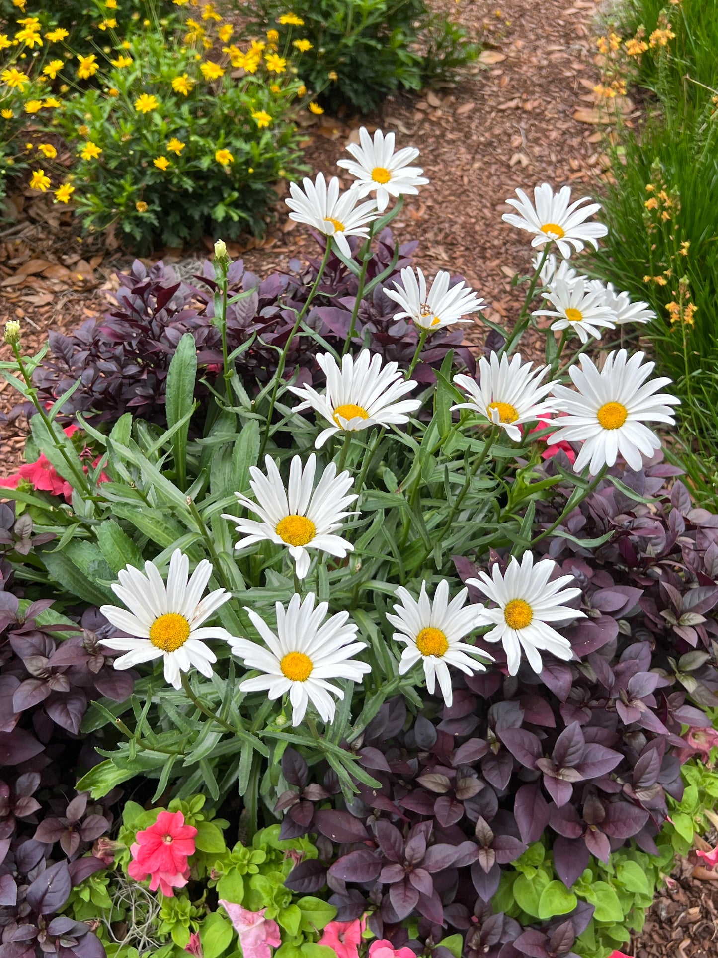 Shasta Daisy 100 Seeds Leucanthemum superbum